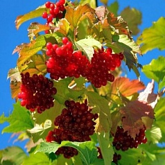 Калина плодовая 'Закат'